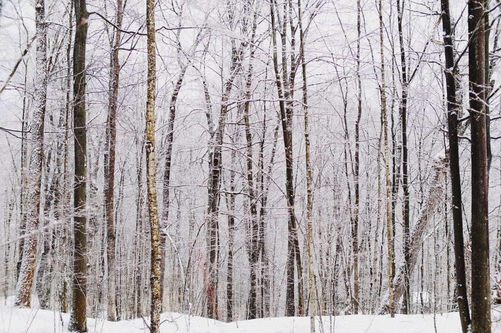 Bäume schneebedeckt im Winter